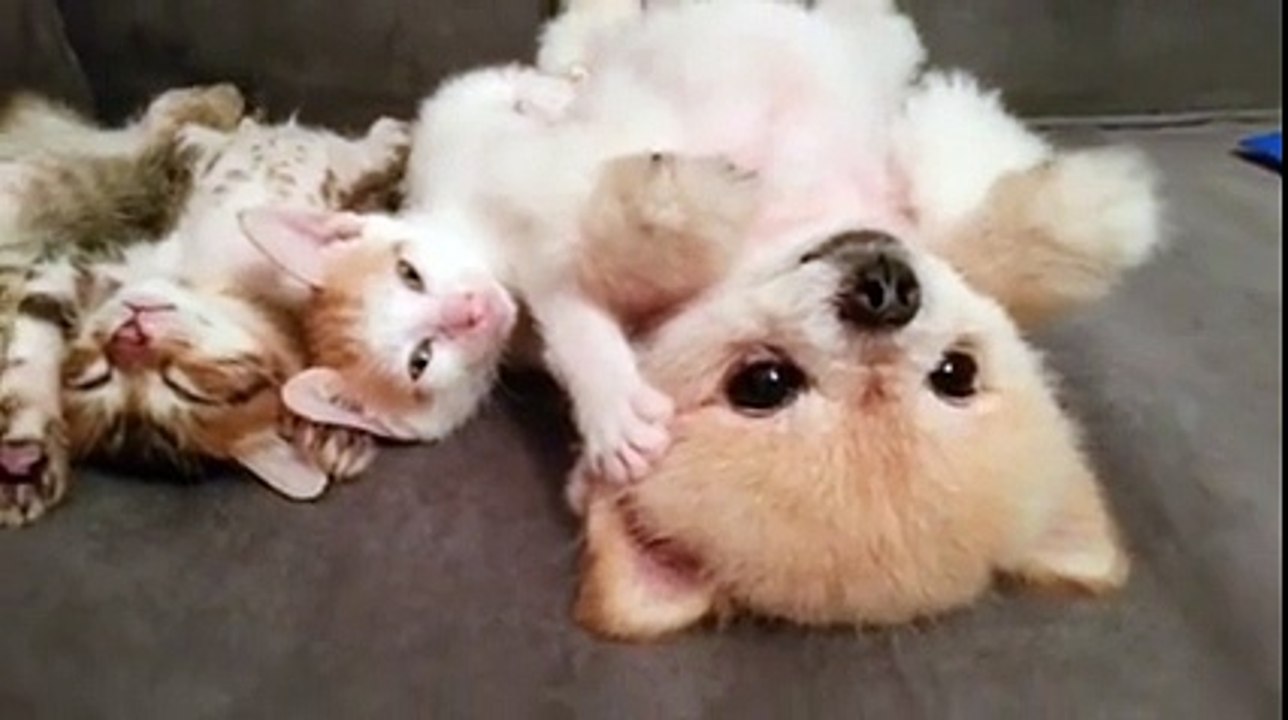 Cutest kittens and puppy