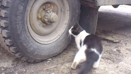 Tom et Jerry... dans la vraie vie !