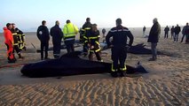 10  baleines échouées sur une plage de Calais