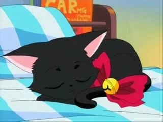 Les chats et les Chevaux