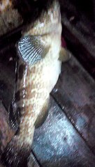 Fishing at charna island..