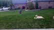 Ghost Prank Dog by Drone