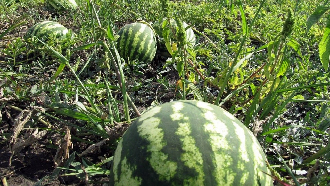 Bilan de la saison 2015 Matthieu