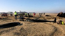 Un troupeau de baleines échoué à Calais