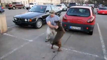 Dog Excited to See Owner Home