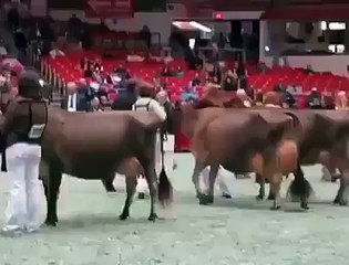 three cow give more milk