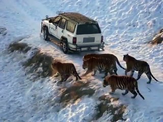 Onlarca Kaplanın Arasında Arabanın Kapısını Açtı Ve...