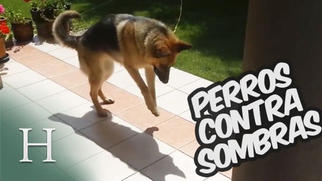 Perros contra sombras, la lucha canina definitiva