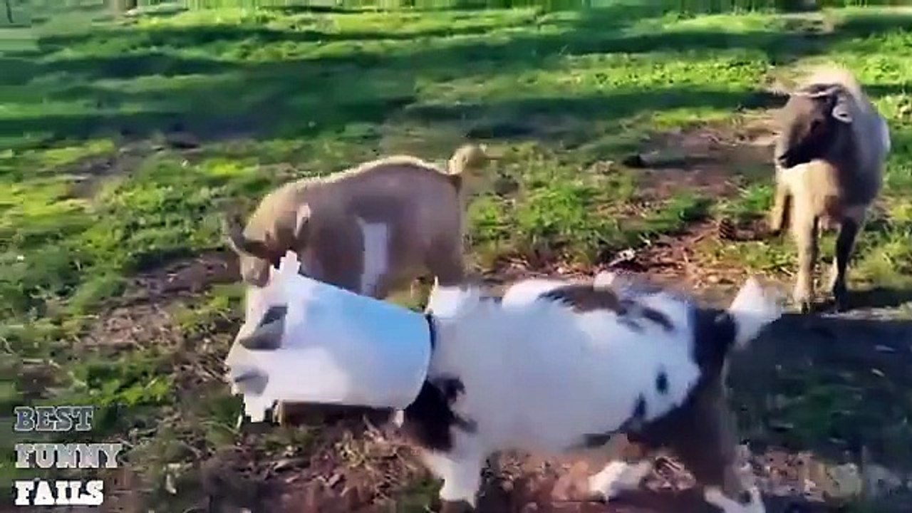 Funny videos compilation june 2015. Sjove videoer. Grappige filmpjes. Lustige Videos