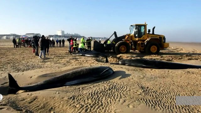 Six baleines s'échouent sur une plage de Calais