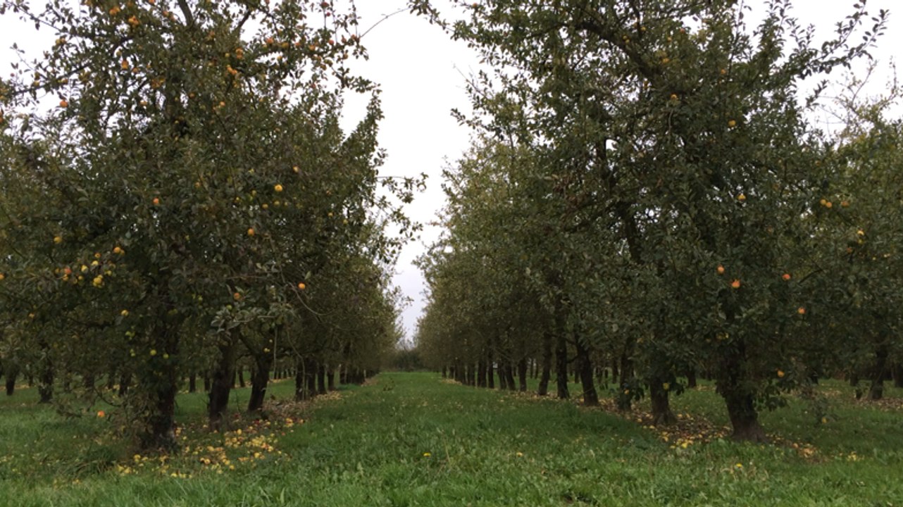 Du pommier à la bouteille