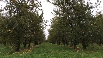 Du pommier à la bouteille