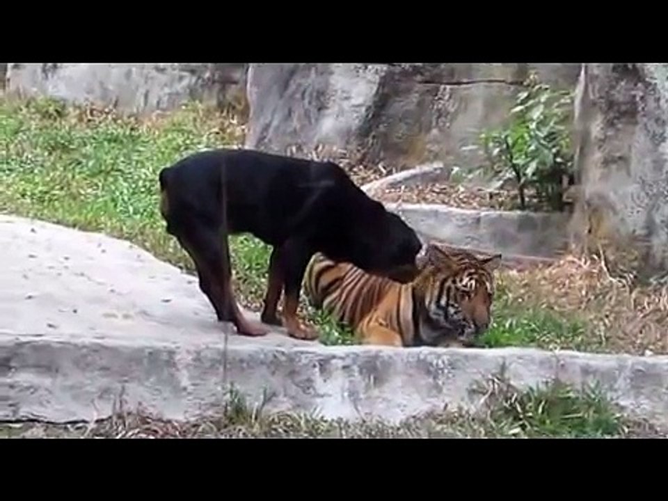 Tiger and dog collaspe latest video