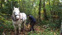 Débardage dans les bois de Beauport