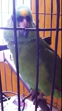 Ce perroquet imite parfaitement les pleurs d'un bébé