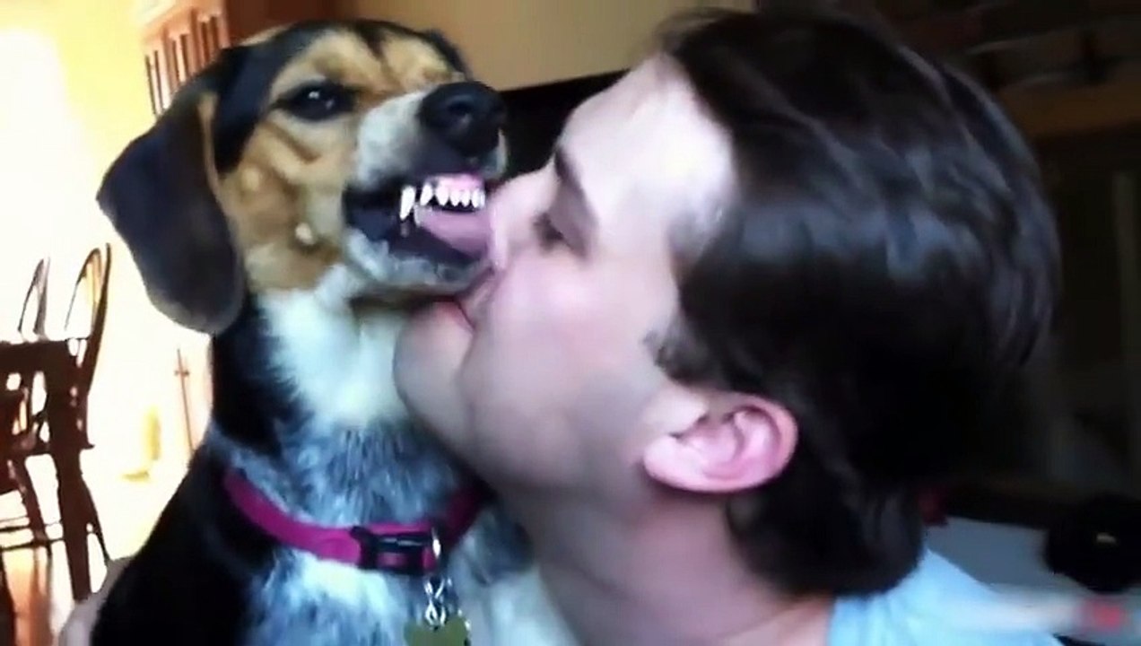 Funny Dogs Compilation - Funny Cats - Best Funny Dogs & Cats 20xx 2015