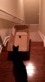 Tricking cats into sliding down the stairs is hilarious
