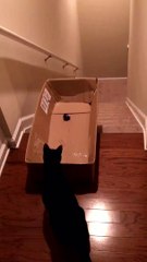 Piéger son chat avec un laser et un carton : cascade assurée