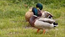 Aggressive male duck attacks hen to force mating, a struggle to escape ensues