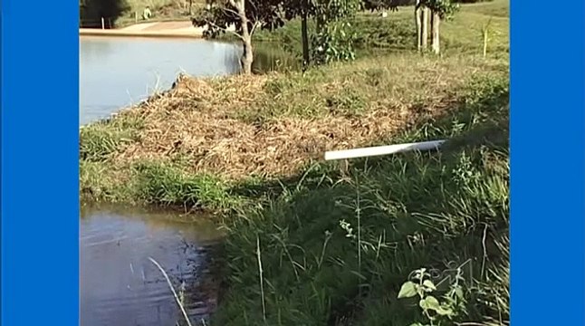 Curso Criação de Tilápias em Tanques Rede Tanques de Terra Cursos CPT