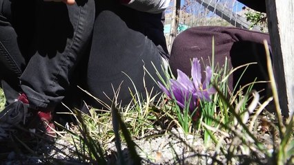 D!CI TV : A la découverte du safran de l'Ubaye