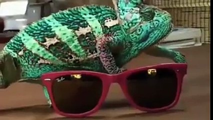 How chameleon changes it color