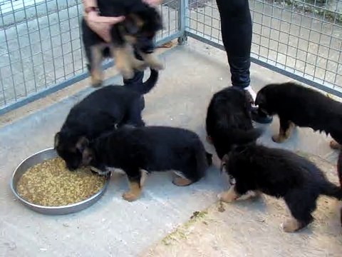 2015-01 Nov : chiots de Eris et Garou du Chemin d'Eden âgés de 1 mois