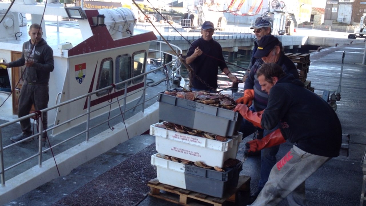 Coquille Saint-Jacques