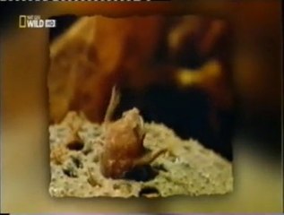 Gestaciones extrañas: Sapo de Surinam (Pipa-Pipa)