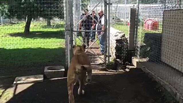 Lioness meets her first owner after a very long time.