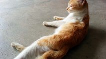 Beautiful Stray Cat Licking Paws & Cleaning Fur (ASMR) @ Coffee Shop in Tebong, Malacca