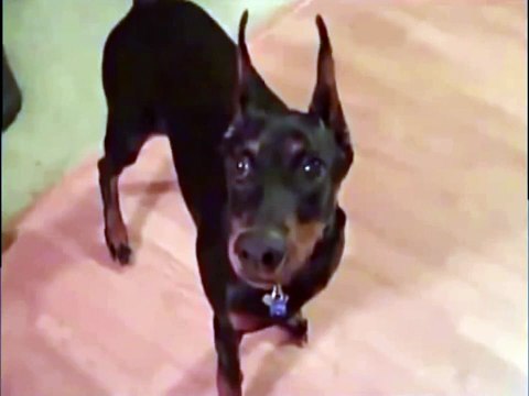 Собака собирается на дачу