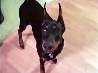 Собака собирается на дачу