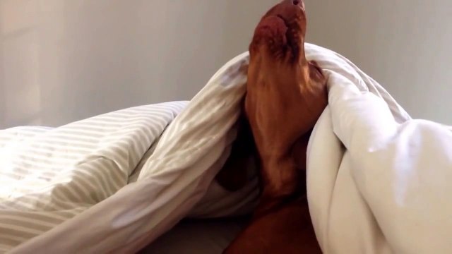 Пес реагирует на будильник точно так же как и человек