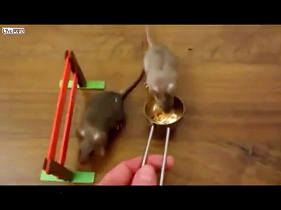 Смышленый крысеныш!))