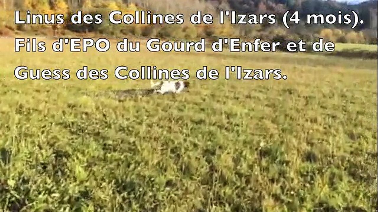 Linus des Collines de l'Izars (4mois)