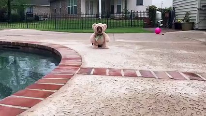 Doxiebear Extended! | Follow Omigu for Top Videos 📺