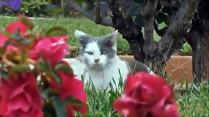 Funny Cats Compilation [Must See] Funny Cat Videos Ever