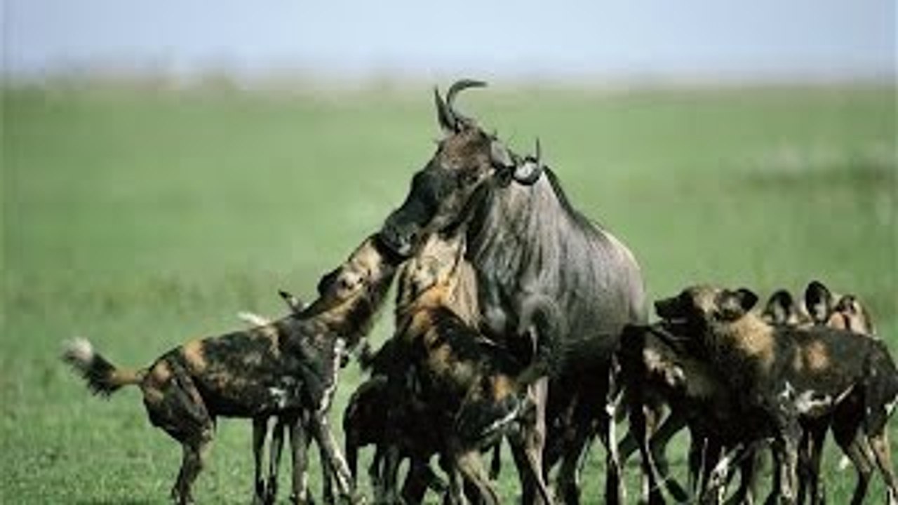 wild dogs attacks best compilation ever HD