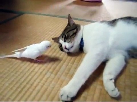 Parrot bothers a Sleeping Cat