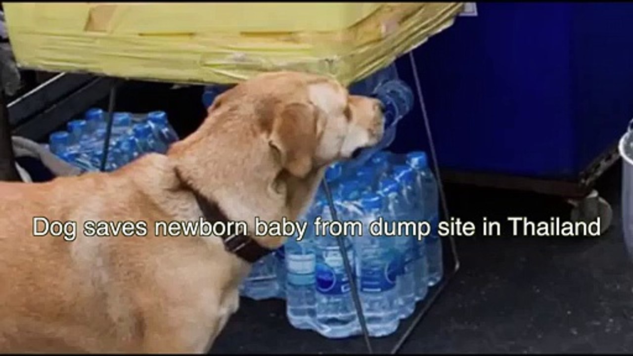 Dog put humanity to shame