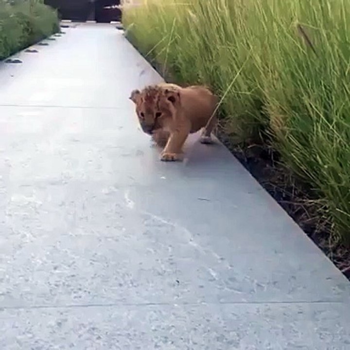 the littlest roar