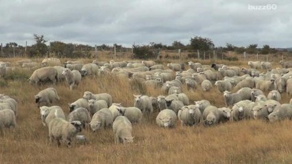 Farting sheep cause plane to make emergency landing