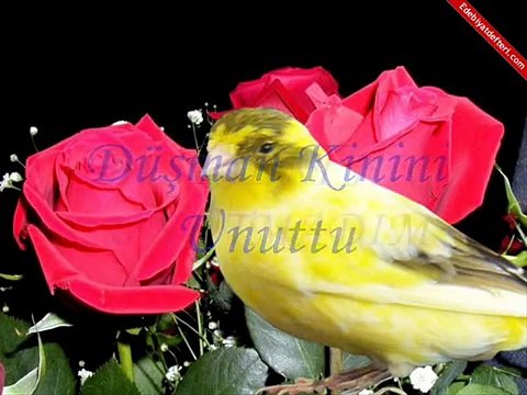 ALi KINIK BEN SENi Hiç UNUTMADIM...