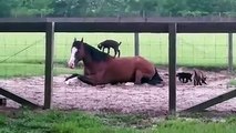 Baby goats hang out on a horse