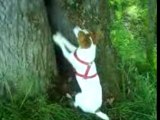 Jack russell qui flaire un lapin