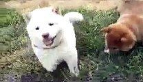 Mya the Cream Shiba Inu puppy jumping 6 weeks
