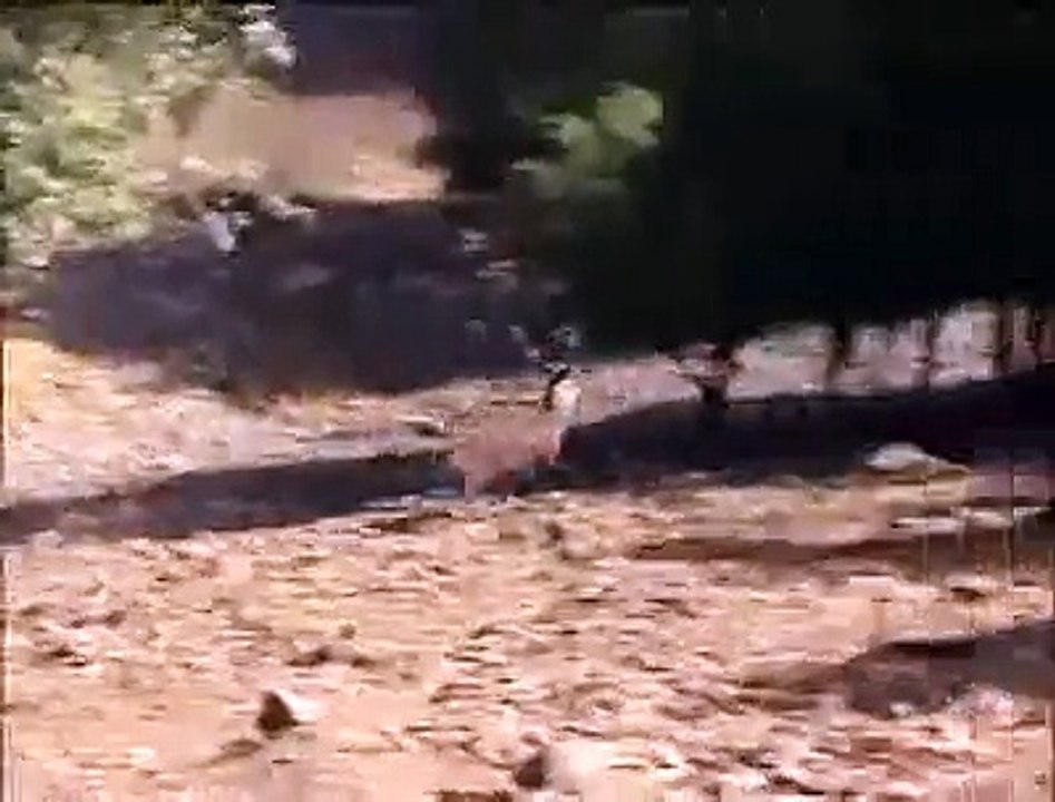 Animal Hunters