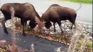 Moose Fight in Neighborhood Caught on Video!