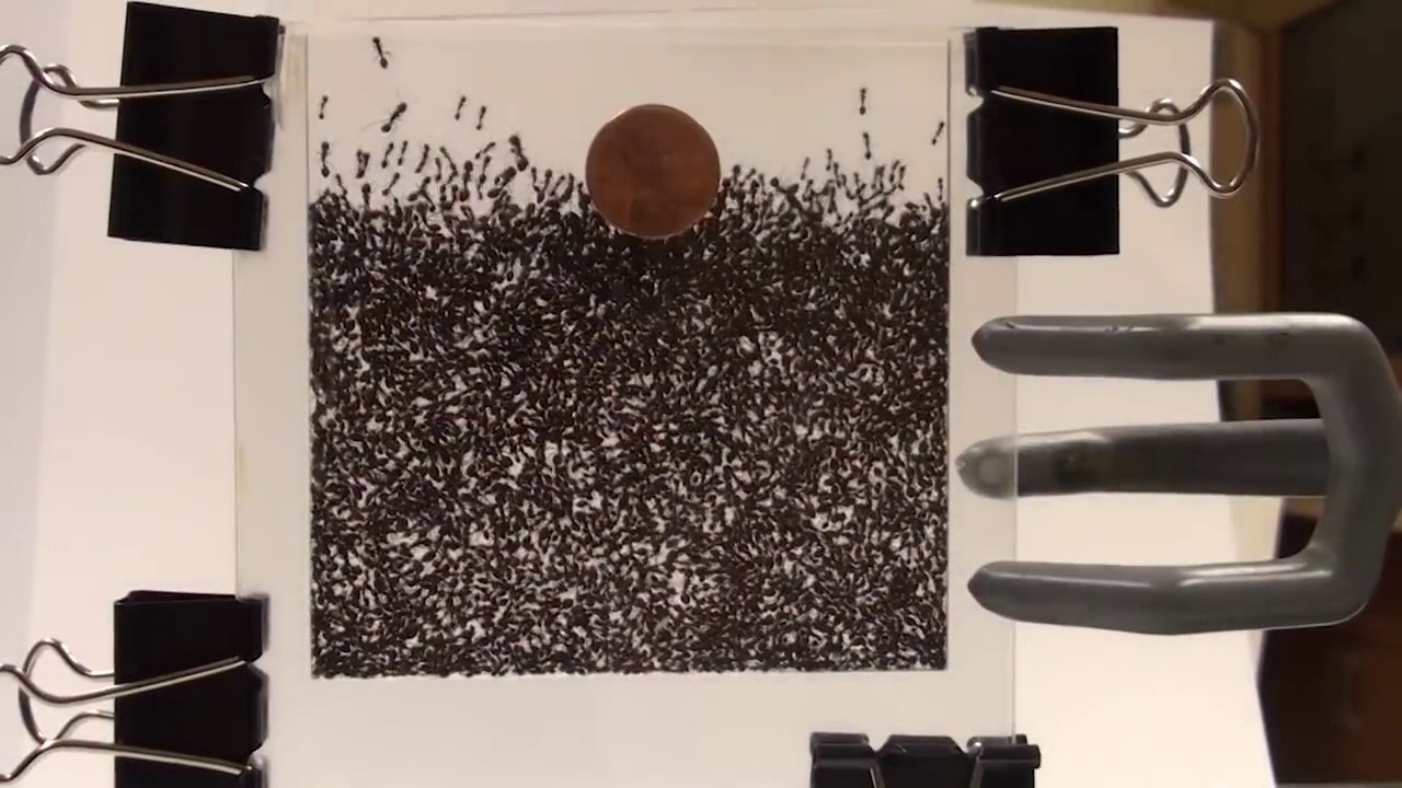 Recherches sur les Fourmis : capacités impressionnantes de ces insectes!